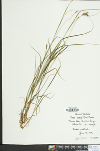 Carex swanii image