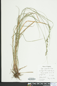 Carex swanii image