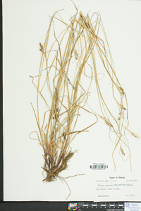 Carex swanii image