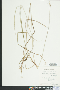 Carex swanii image