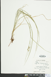 Carex swanii image