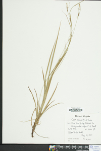 Carex swanii image