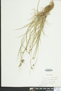 Carex swanii image