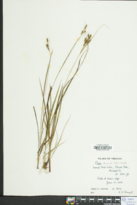 Carex swanii image