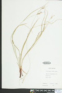 Carex swanii image