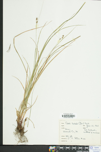 Carex swanii image