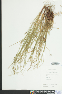 Carex swanii image