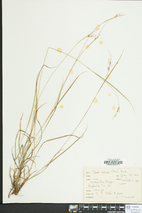 Carex swanii image