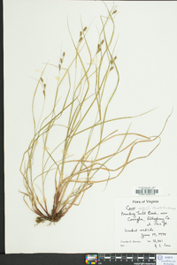 Carex swanii image