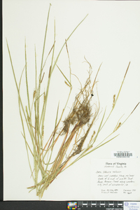 Carex tetanica image