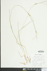 Carex tetanica image