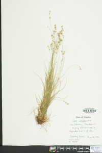 Carex retroflexa image