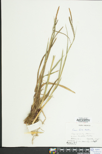 Carex torta image