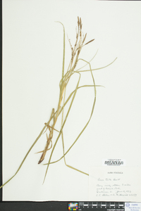 Carex torta image