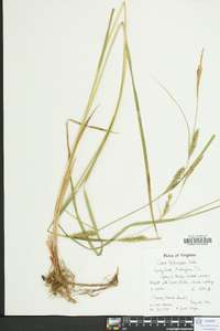 Carex trichocarpa image