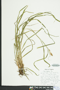 Carex typhina image