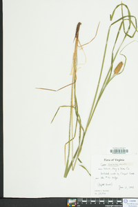 Carex typhina image