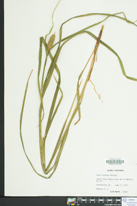 Carex typhina image