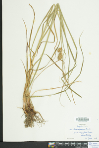 Carex typhina image