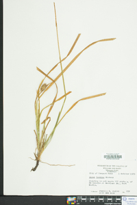 Carex typhina image