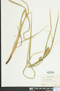 Carex typhina image