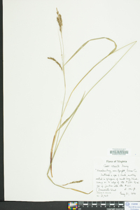 Carex venusta image