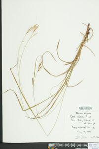 Carex virescens image