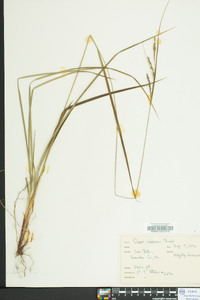 Carex virescens image