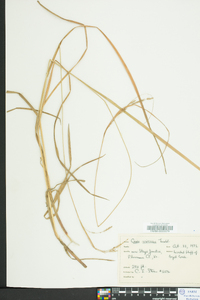 Carex virescens image