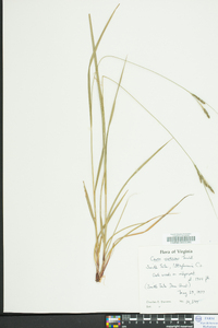 Carex virescens image