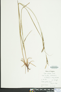 Carex virescens image