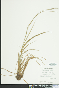 Carex virescens image