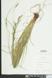 Carex virescens image