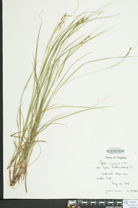 Carex virescens image