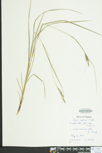 Carex virescens image