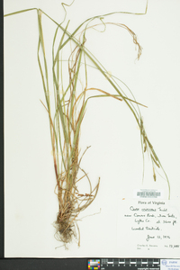 Carex virescens image