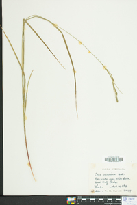 Carex virescens image