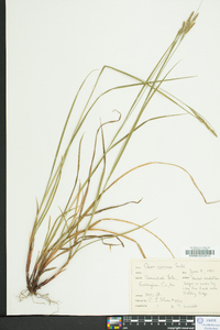 Carex virescens image