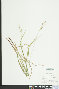 Carex virescens image