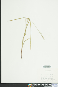 Carex virescens image