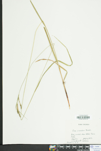 Carex virescens image