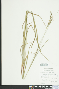 Carex virescens image