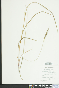 Carex virescens image