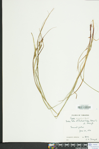 Carex virescens image