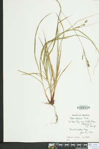 Carex virescens image