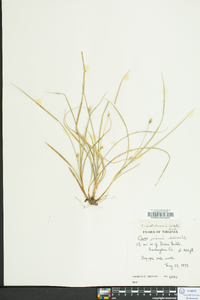 Carex willdenowii image