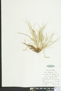 Carex willdenowii image