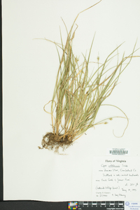 Carex willdenowii image