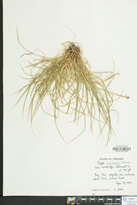 Carex willdenowii image