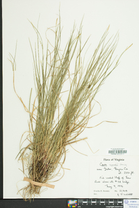 Carex woodii image